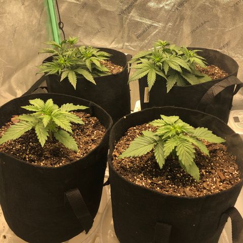 Sweet Seeds Auto Grow growlog timeline photo