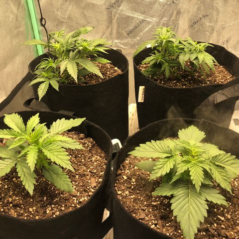 Sweet Seeds Auto Grow growlog timeline photo