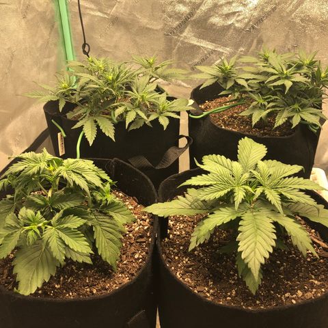 Sweet Seeds Auto Grow growlog timeline photo