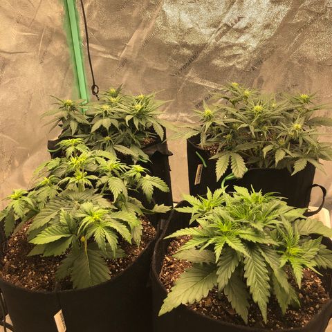Sweet Seeds Auto Grow growlog timeline photo