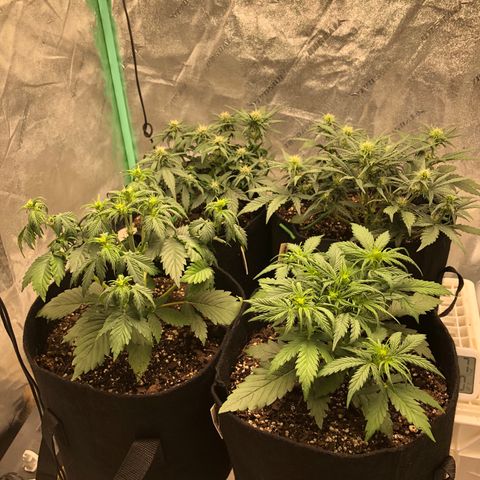 Sweet Seeds Auto Grow growlog timeline photo