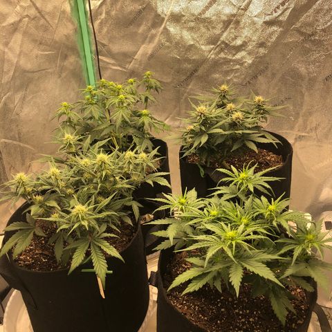 Sweet Seeds Auto Grow growlog photo: Shuffled plants a bit. 
