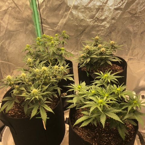 Sweet Seeds Auto Grow growlog photo: Clockwise from top left: AK Purple, Bloody Skunk, Zkittlez, Gorilla Girl XL autos