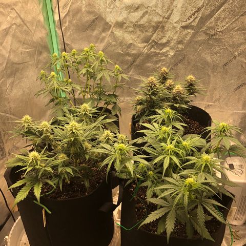 Sweet Seeds Auto Grow growlog timeline photo
