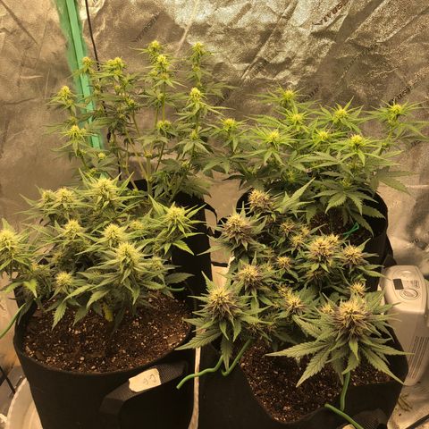 Sweet Seeds Auto Grow growlog timeline photo
