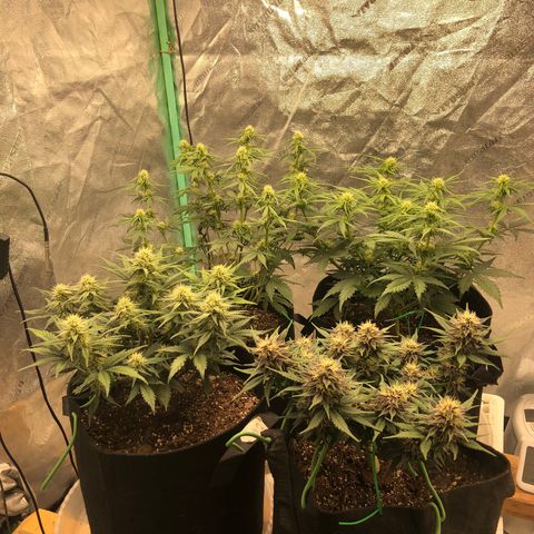 Sweet Seeds Auto Grow growlog photo: Boosted the shorties. 