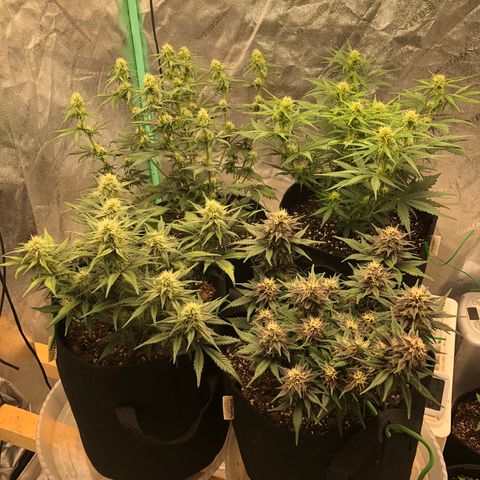 Sweet Seeds Auto Grow growlog timeline photo