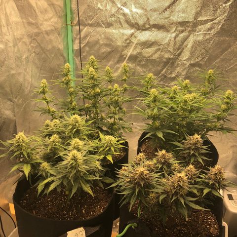 Sweet Seeds Auto Grow growlog timeline photo