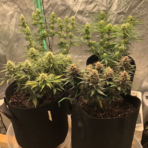Sweet Seeds Auto Grow growlog timeline photo