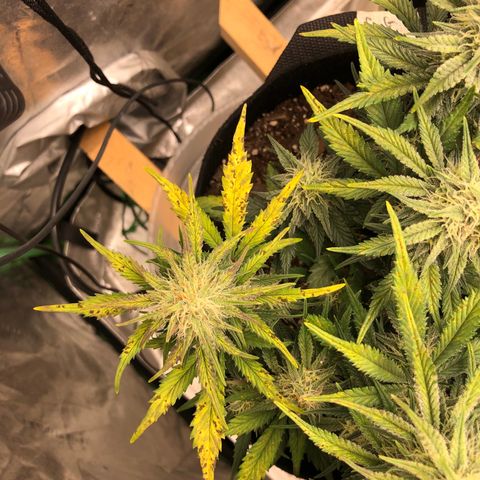 Sweet Seeds Auto Grow growlog photo: Calcium deficiency?