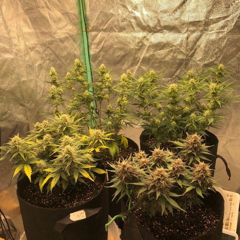 Sweet Seeds Auto Grow growlog photo: Calcium deficiency?