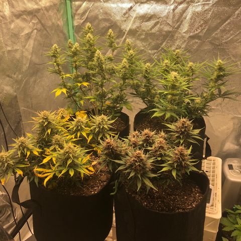 Sweet Seeds Auto Grow growlog timeline photo