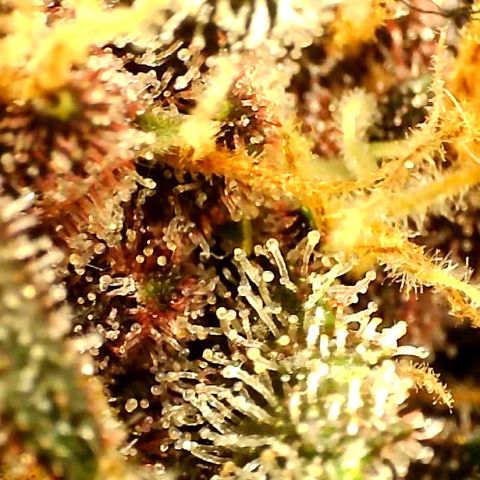 Sweet Seeds Auto Grow growlog timeline photo