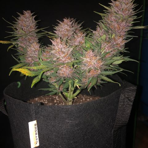 Sweet Seeds Auto Grow growlog timeline photo