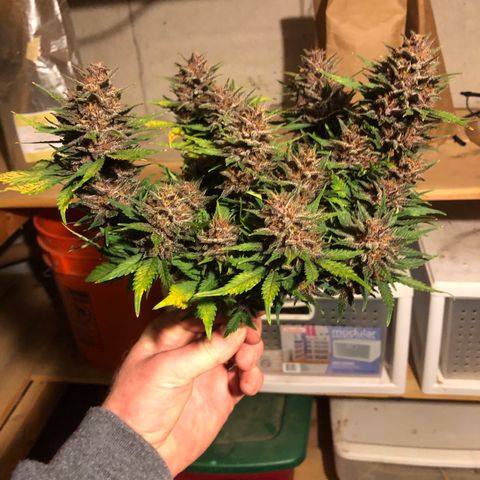 Sweet Seeds Auto Grow growlog timeline photo