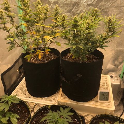 Sweet Seeds Auto Grow growlog photo: AK Purple left Zkittlez right