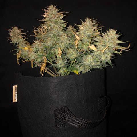 Sweet Seeds Auto Grow growlog timeline photo