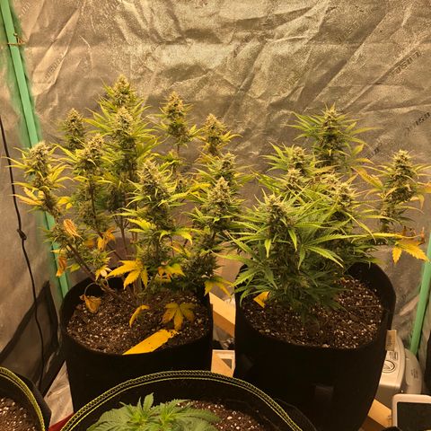 Sweet Seeds Auto Grow growlog timeline photo