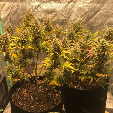 Sweet Seeds Auto Grow growlog photo: AKP left, Zkittlez right