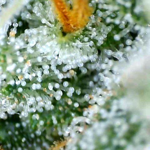 Sweet Seeds Auto Grow growlog timeline photo