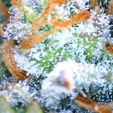 Sweet Seeds Auto Grow growlog timeline photo