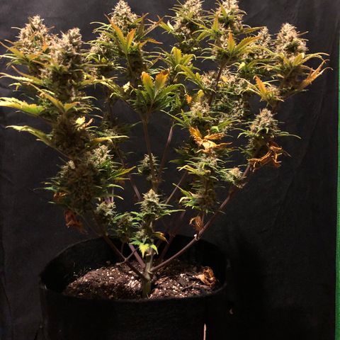Sweet Seeds Auto Grow growlog timeline photo