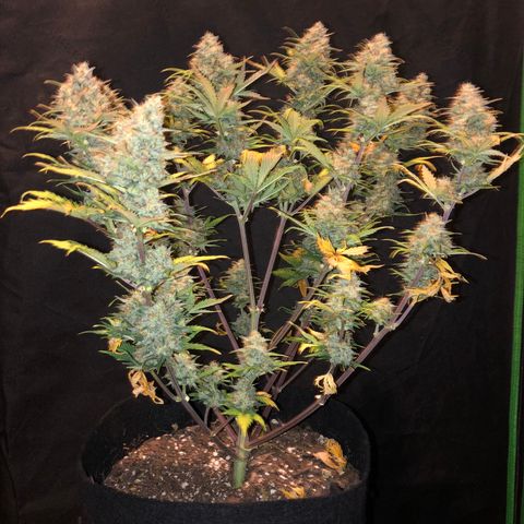Sweet Seeds Auto Grow growlog timeline photo