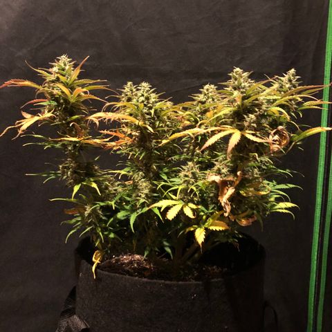Sweet Seeds Auto Grow growlog timeline photo