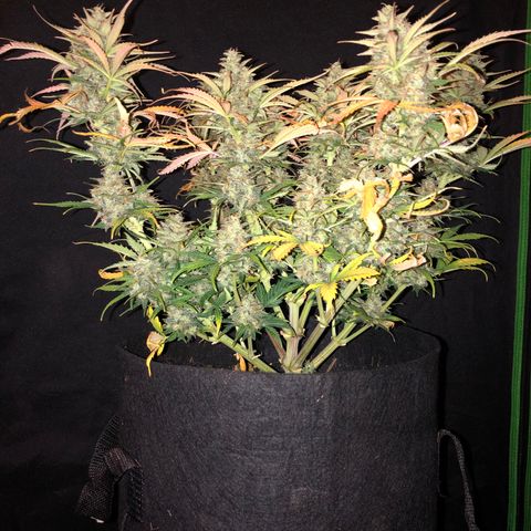 Sweet Seeds Auto Grow growlog timeline photo