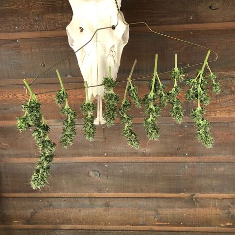Sweet Seeds Auto Grow growlog timeline photo