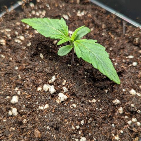 Afghan Pearl CBD Automatic growlog timeline photo