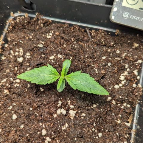Afghan Pearl CBD Automatic growlog timeline photo