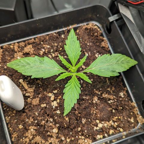 Afghan Pearl CBD Automatic growlog timeline photo