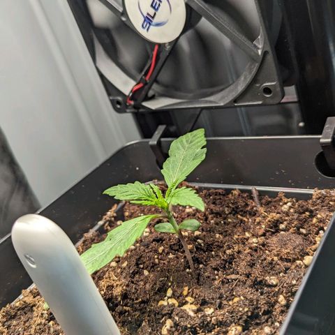 Afghan Pearl CBD Automatic growlog timeline photo