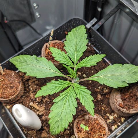Afghan Pearl CBD Automatic growlog timeline photo