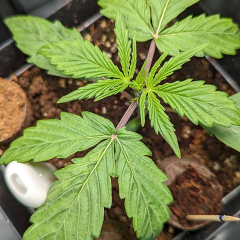 Afghan Pearl CBD Automatic growlog timeline photo