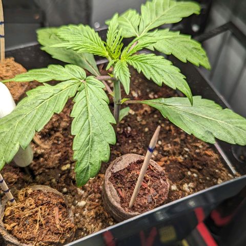 Afghan Pearl CBD Automatic growlog timeline photo