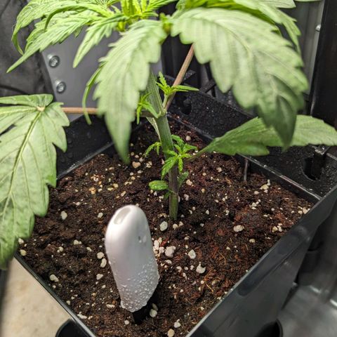 Afghan Pearl CBD Automatic growlog timeline photo