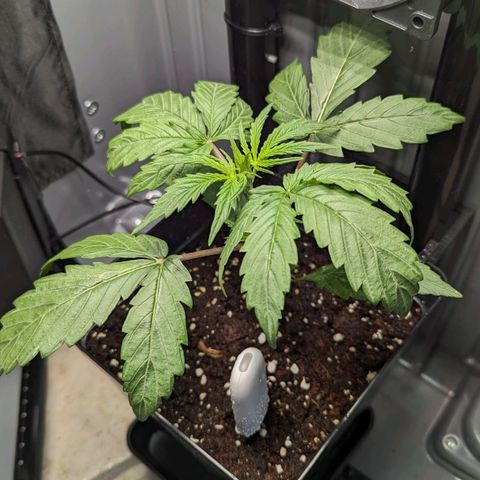 Afghan Pearl CBD Automatic growlog timeline photo