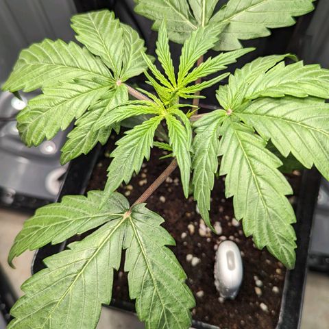 Afghan Pearl CBD Automatic growlog timeline photo