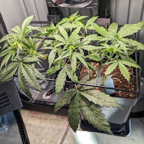 Afghan Pearl CBD Automatic growlog timeline photo