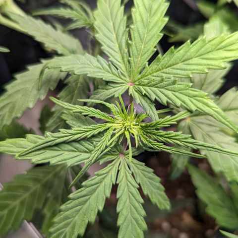Afghan Pearl CBD Automatic growlog timeline photo