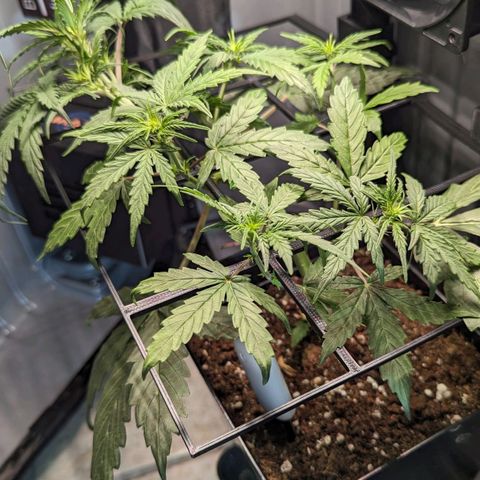 Afghan Pearl CBD Automatic growlog timeline photo