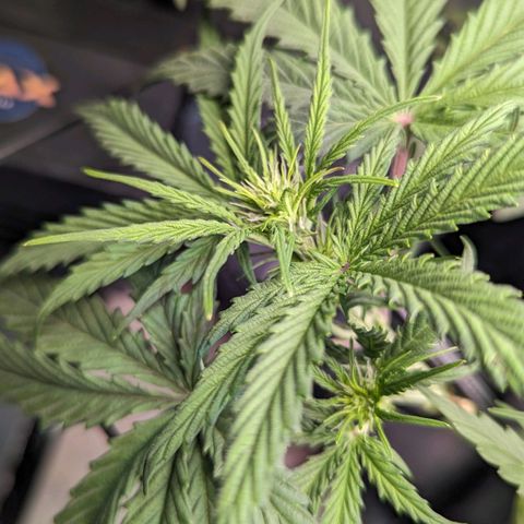 Afghan Pearl CBD Automatic growlog timeline photo