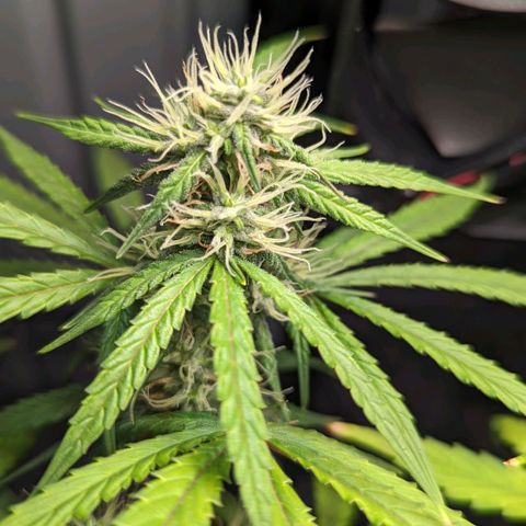 Afghan Pearl CBD Automatic growlog timeline photo
