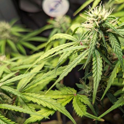 Afghan Pearl CBD Automatic growlog timeline photo