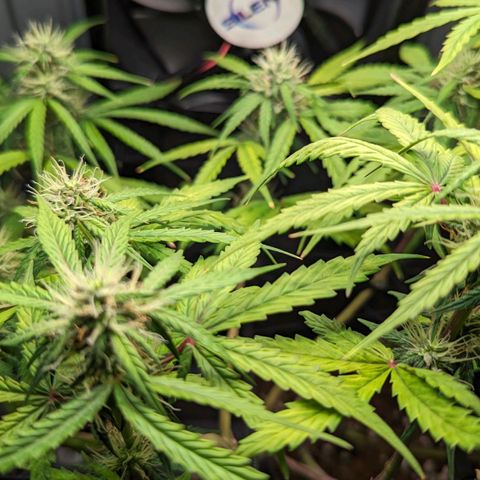 Afghan Pearl CBD Automatic growlog timeline photo