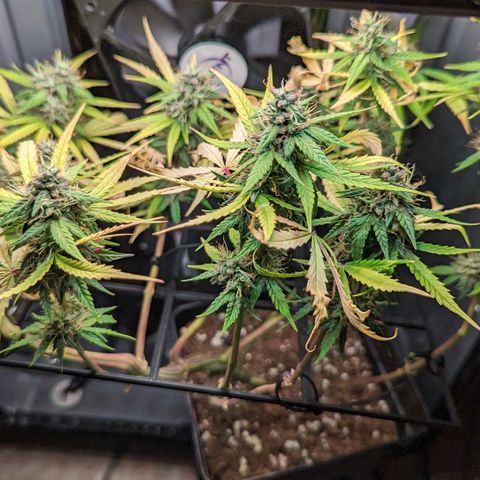 Afghan Pearl CBD Automatic growlog timeline photo