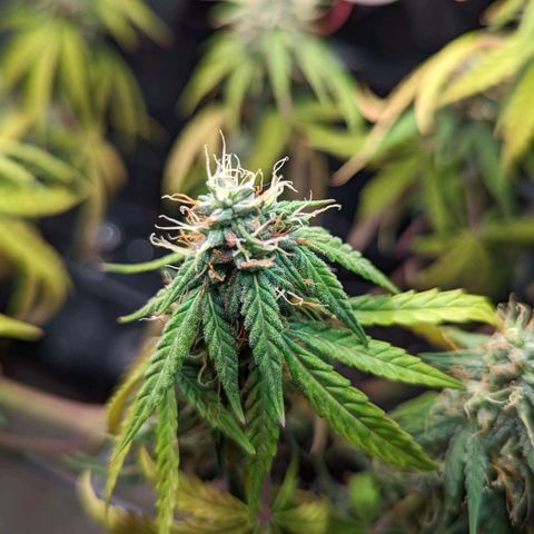 Afghan Pearl CBD Automatic growlog timeline photo