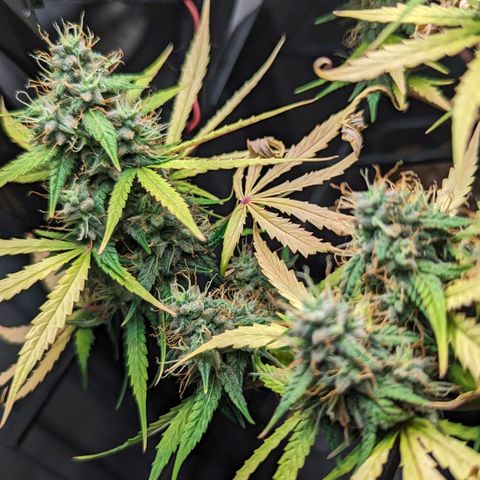 Afghan Pearl CBD Automatic growlog timeline photo